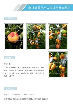 黄肉红黄皮的桃是什么品种_四川桃晚熟品种