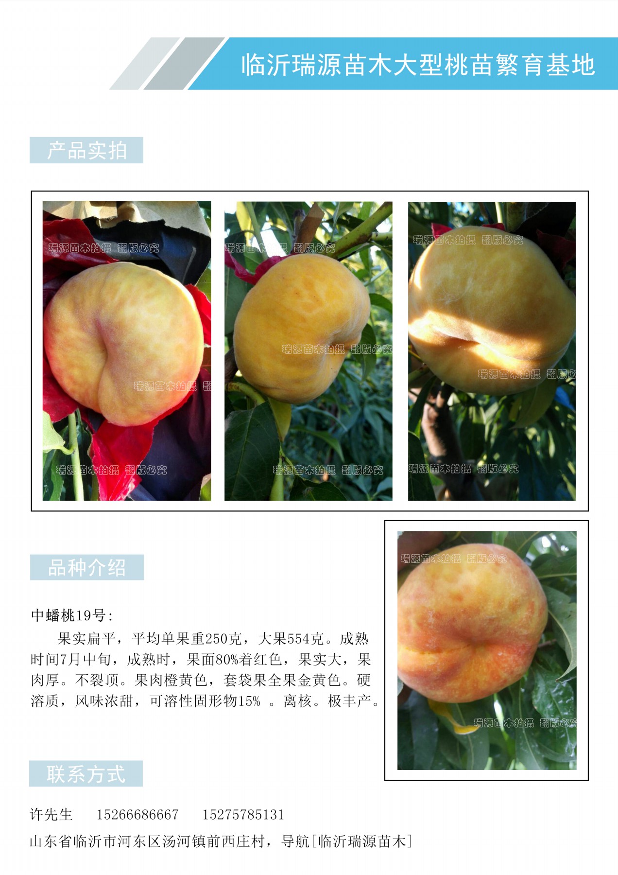 山东黄桃优良品种_有适合四川种植的晚熟桃品种吗