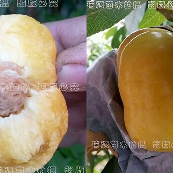 極晚熟黃桃品種離核晚熟桃王九九苗