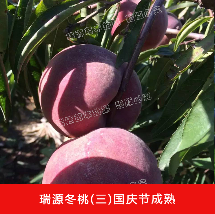 中油蟠桃11号桃品种晚熟红壤桃品种