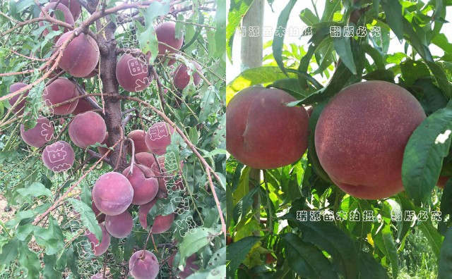 长江中下游栽什么黄桃品种好美脆晚熟桃品种简介
