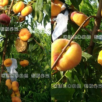 晚熟冰糖脆桃基地不裂果的晚熟桃品種