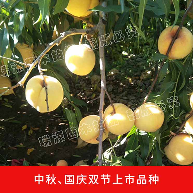 七月份成熟的黄桃有啥品种_七月份成熟的黄桃有啥品种介绍简介