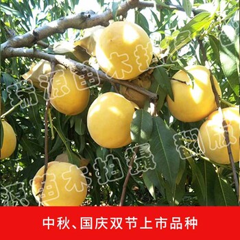 黄金蜜2树苗多少钱一棵、黄金蜜2苗