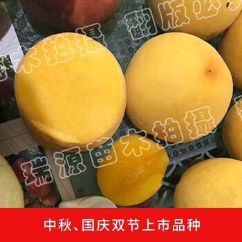 郑州桃树树苗大甜的黄桃品种介绍