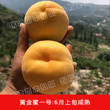 早熟黄桃新品种有几种中油27桃品种