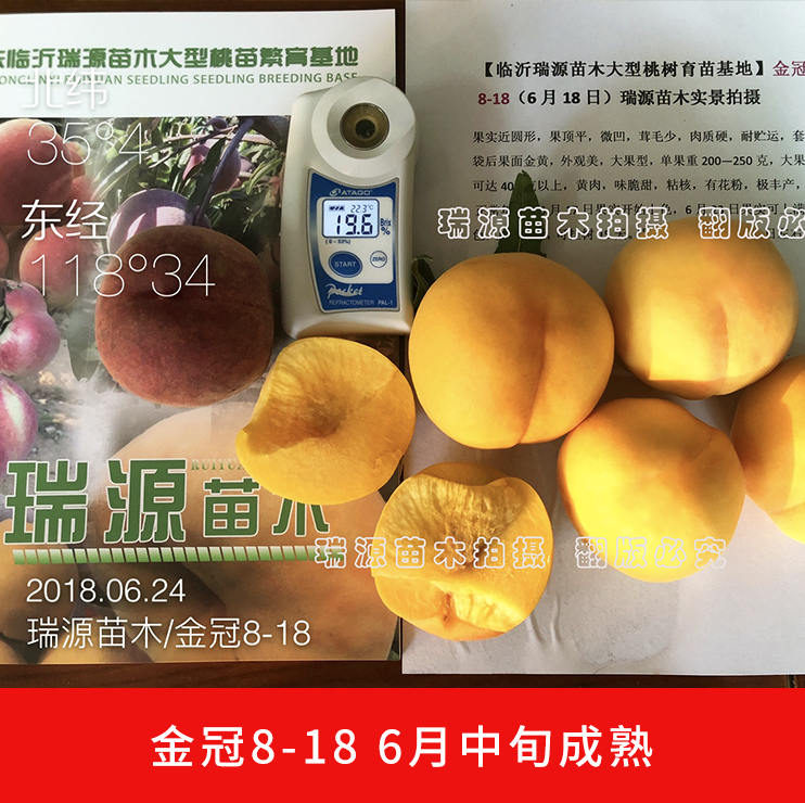 现在的桃树新品种晚熟庆580桃树品种特征特性