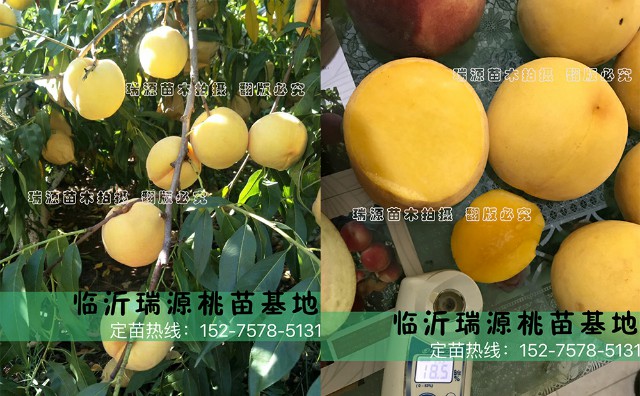 六七月份成熟的桃树品种_图片介绍