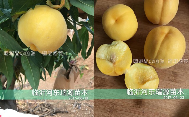 七月份成熟的黄桃有啥品种_七月份成熟的黄桃有啥品种介绍简介