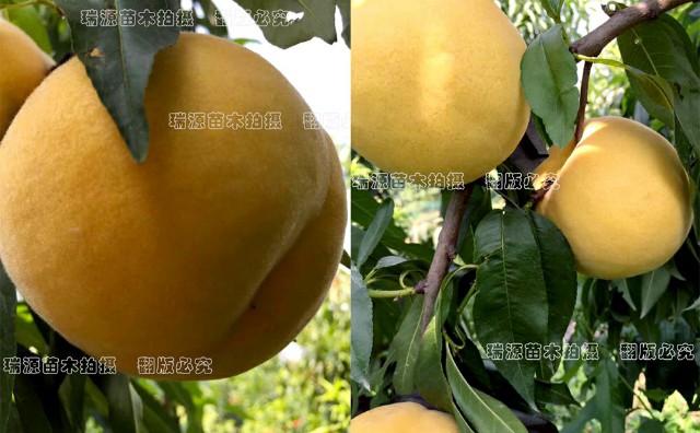 今年什么桃树品种好_今年什么桃树品种好品种市场前景