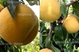 白银中国最好的晚熟桃品种_白银优惠价格