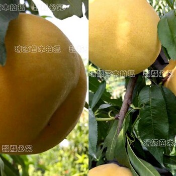 33一10桃品种介绍桃树的品种分类鉴别