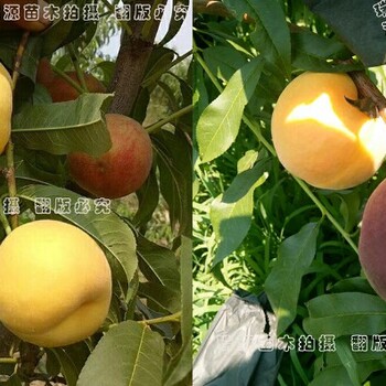 桃的品种有哪些中油27油桃品种特性