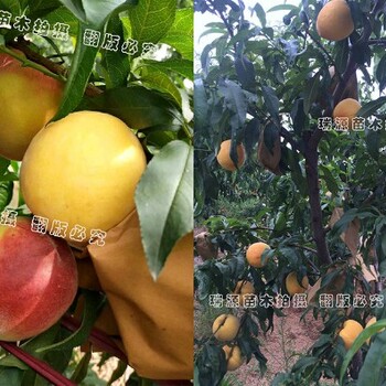 山东桃子新品种有哪些_山东桃子新品种有哪些品种好