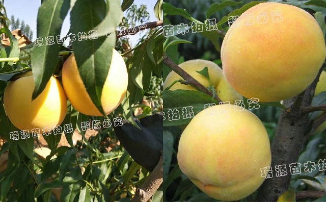 黄油桃品种介绍目前的油桃品种