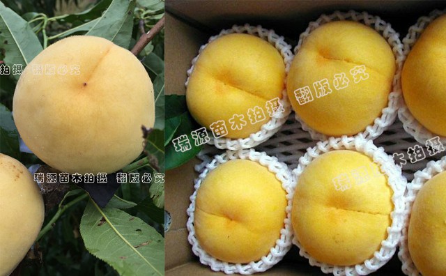七月成熟的桃子品种_七月成熟的桃子品种图片介绍
