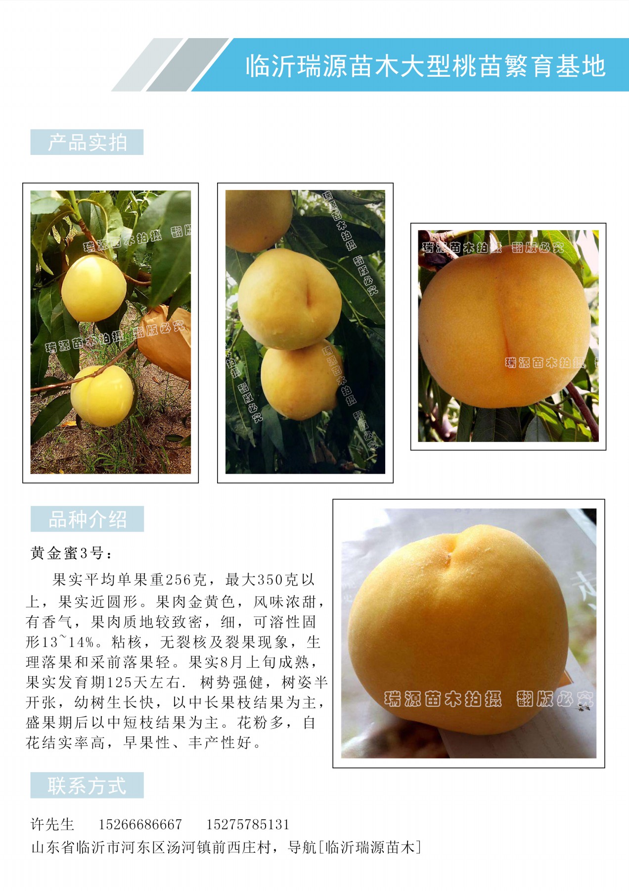 33一10桃品种介绍桃树的品种分类鉴别