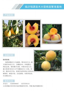 桃树新品种好的品种是啥_桃树新品种好的品种是啥品种怎么样
