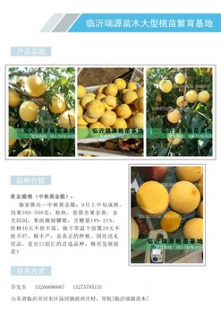 7月熟的黄桃品种_7月熟的黄桃品种新品种桃介绍