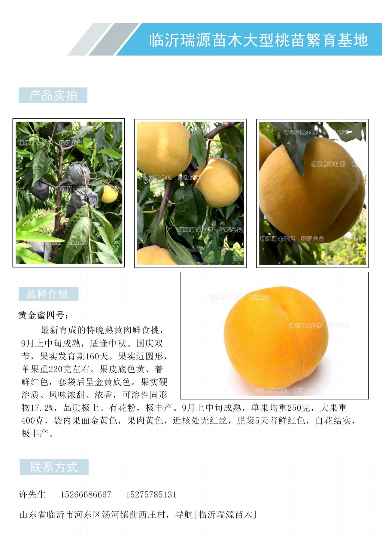 菏泽甜黄桃品种介绍_菏泽品种简介