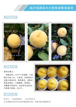 9602桃树品种介绍_品种介绍