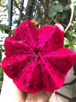 台湾玫瑰红心火龙果有机果园益生菌培育口感特