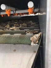贝类加工用海蛎子清洗机