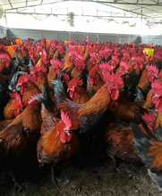 改善家禽肠道问题促进家禽营养吸收