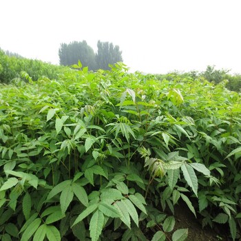 香椿苗批發(fā)紅香椿樹(shù)苗大棚香椿苗泰安香椿苗基地
