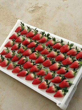 甜宝草莓苗基地口感好草莓