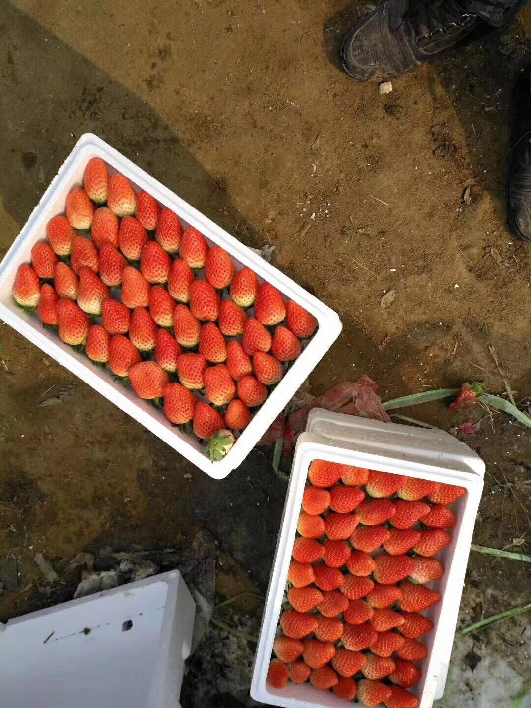 沧州香蕉草莓草莓苗生产基地