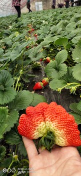 寧波白雪公主草莓苗生產(chǎn)基地
