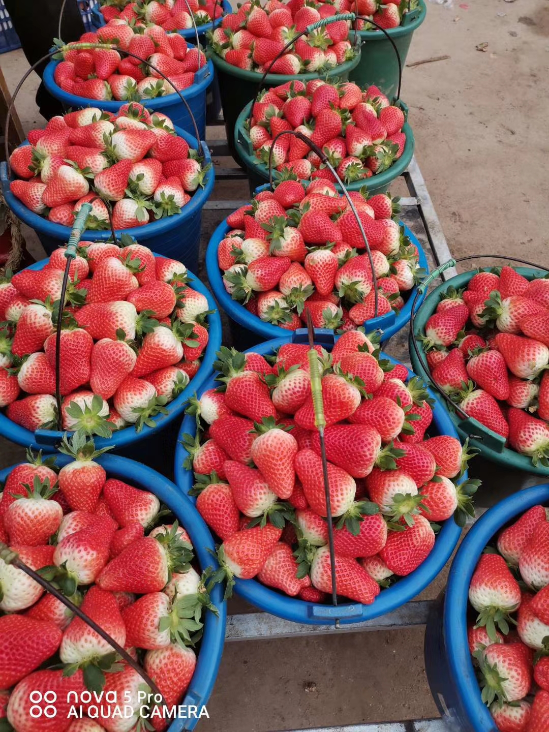 红颜草莓苗价格,白雪草莓苗价格