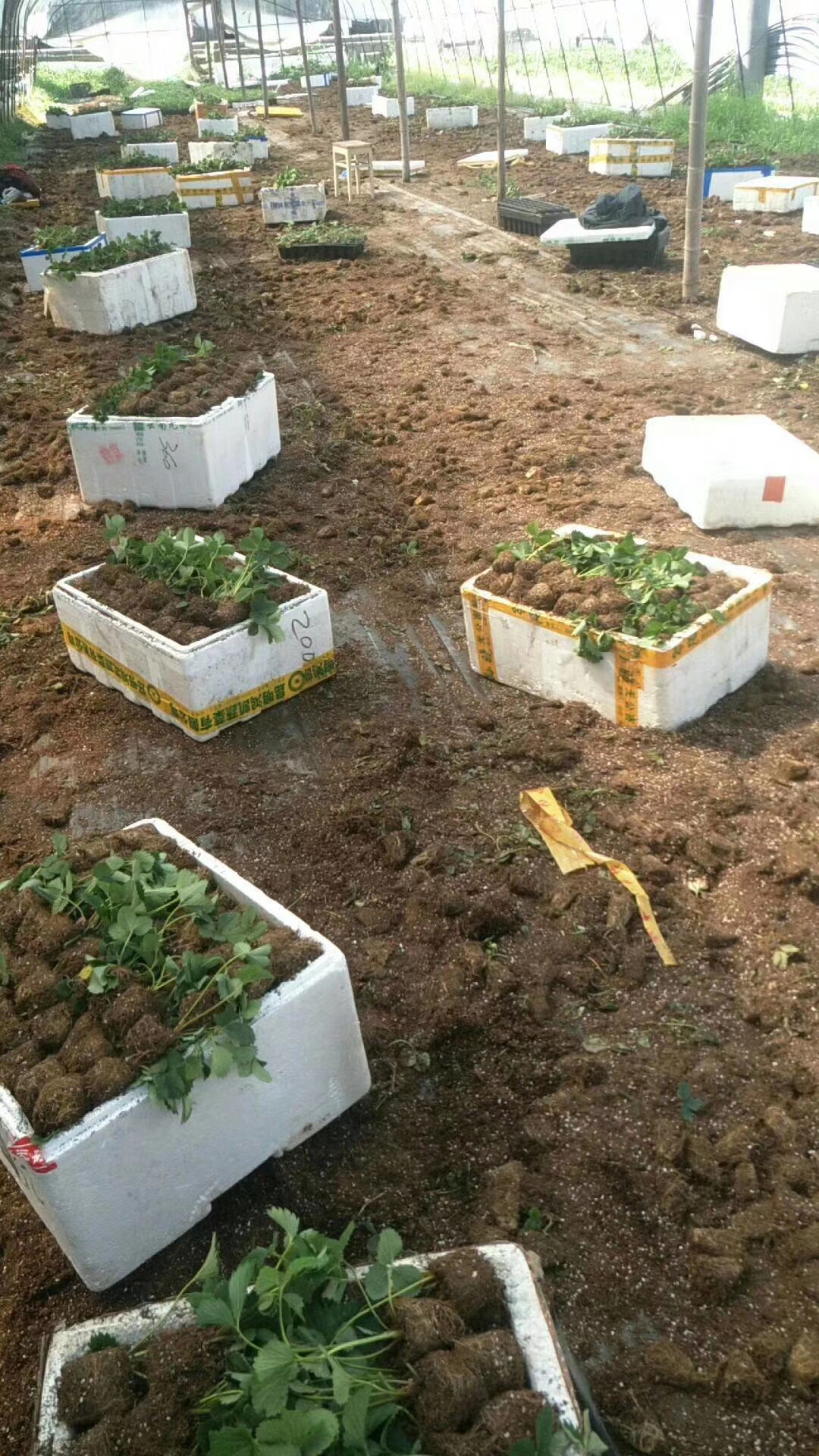 桃熏草莓苗价格,四季草莓草莓苗生产基地