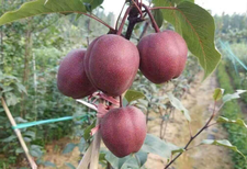 济宁秋月梨价格-秋月梨品种多样图片4