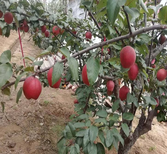 济宁秋月梨价格-秋月梨品种多样图片0
