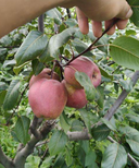 济宁秋月梨价格-秋月梨品种多样图片3