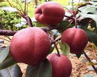 济宁秋月梨价格-秋月梨品种多样图片2