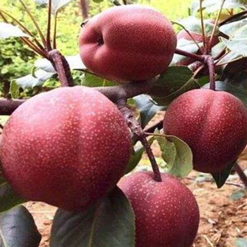 乌鲁木红梨价格-全红梨品种多样