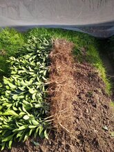 江西红肉脐橙种植基地图片