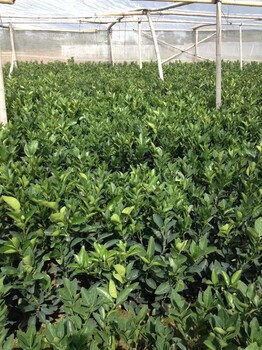 福建紅肉臍橙苗種植