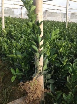 江西紅肉臍橙苗批發(fā)