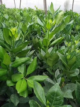 贛州市贛南早臍橙苗咨詢電話