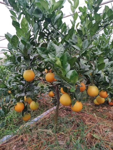 广西赣南早脐橙苗种植价格