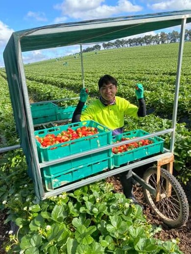 顺义澳大利亚水果采摘工合法出国打工