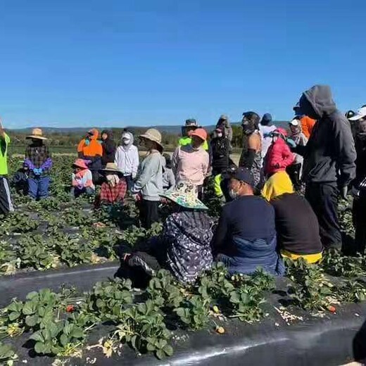 澳门按摩师月薪4万工作稳定