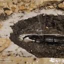 漏水檢測,管道維修,消防管道漏水檢,自來水管道檢測,管網(wǎng)探測