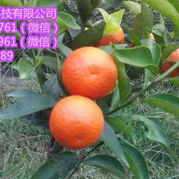 廣東營養(yǎng)杯沙糖桔苗出售&廣東營養(yǎng)杯沙糖桔苗哪里有賣