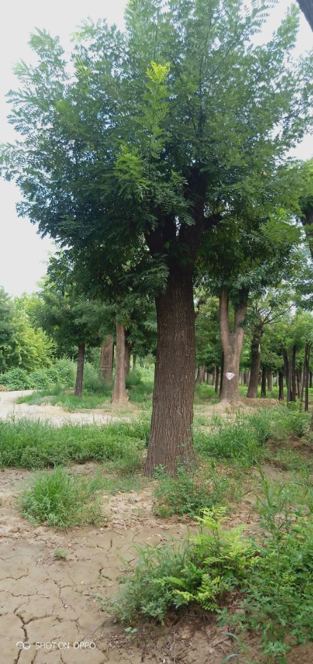 9公分欒樹菏澤誠信商家