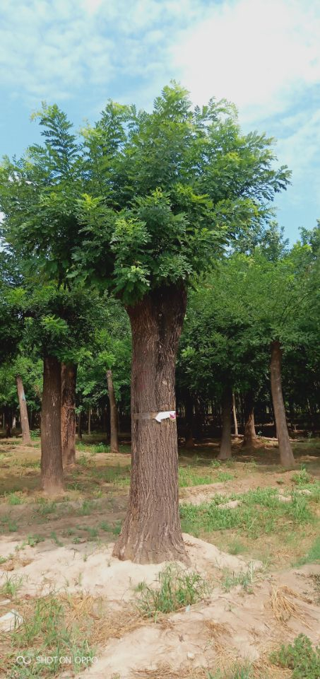 一年冒15公分国槐大型师范种植基地报价低